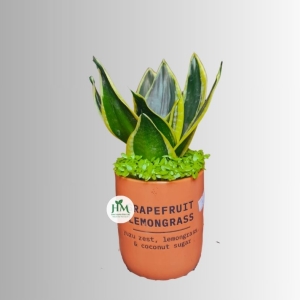 Chậu cây lưỡi hổ để bàn chậu sứ