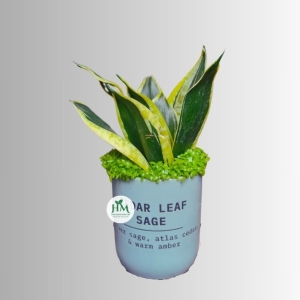 Chậu cây lưỡi hổ để bàn chậu sứ