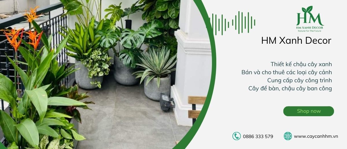 cây cảnh hm hà nội