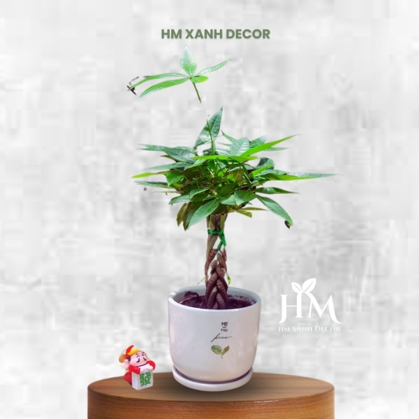 kim ngân tết sam