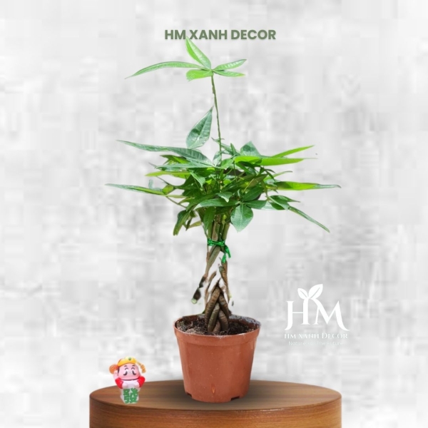 kim ngân tết sam