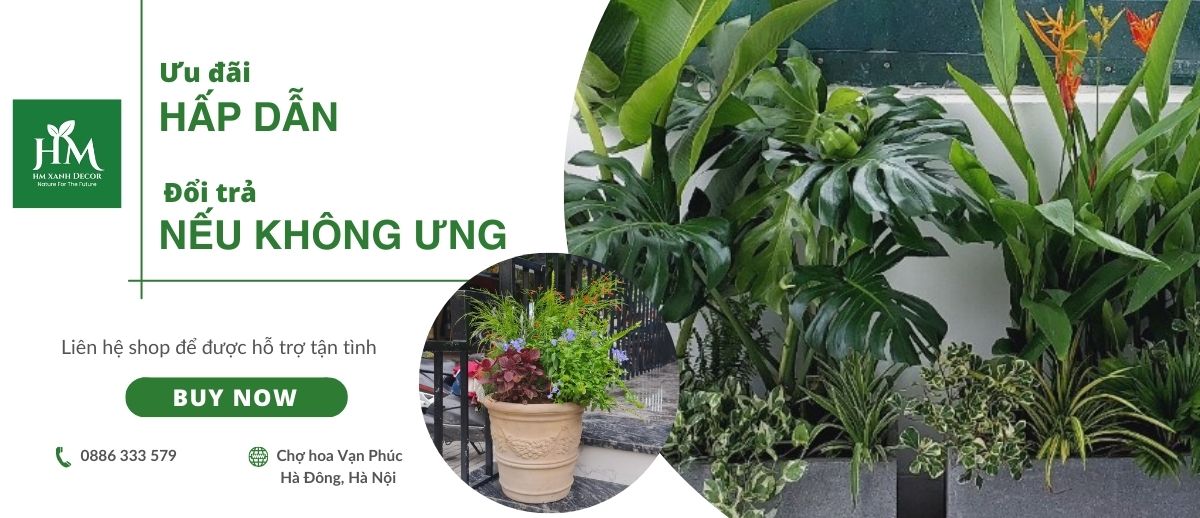 cây cảnh hm hà nội